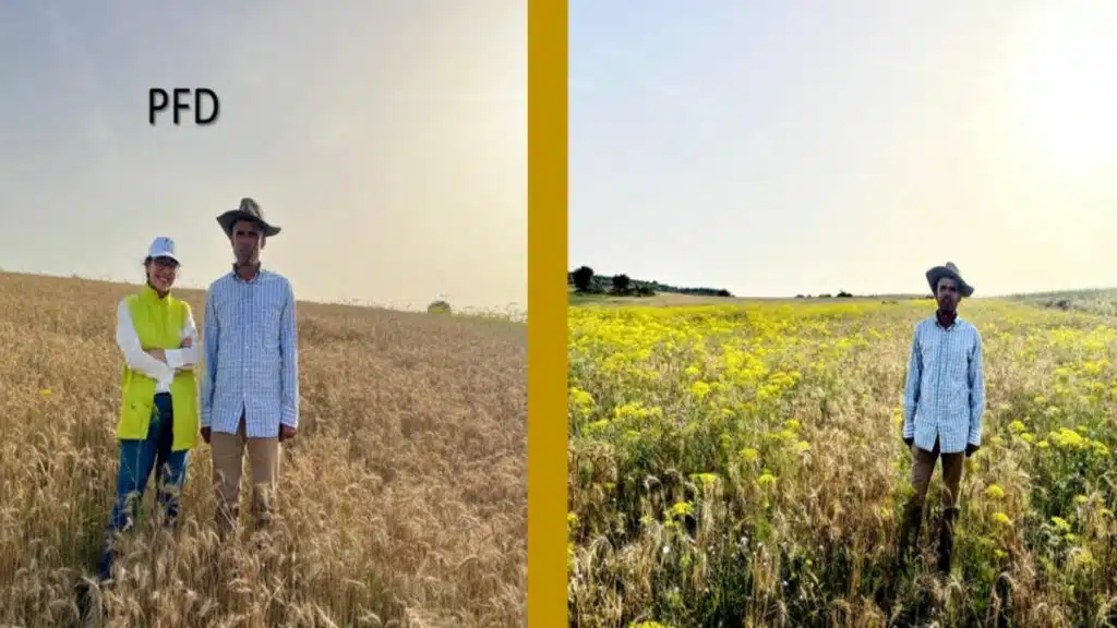 Al Moutmir : les plateformes de démonstration dopent les rendements jusqu’à +33 % Comparaison entre une PFD de céréales et son témoin fortement infesté par les mauvaises herbes - Ouezzane