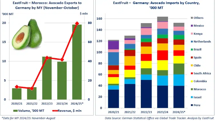 Le Maroc bat de nouveaux records d’exportation d’avocats, de citrouilles et de bleuets en 2025 Le Maroc bat de nouveaux records d’exportation d’avocats, de citrouilles et de bleuets en 2025