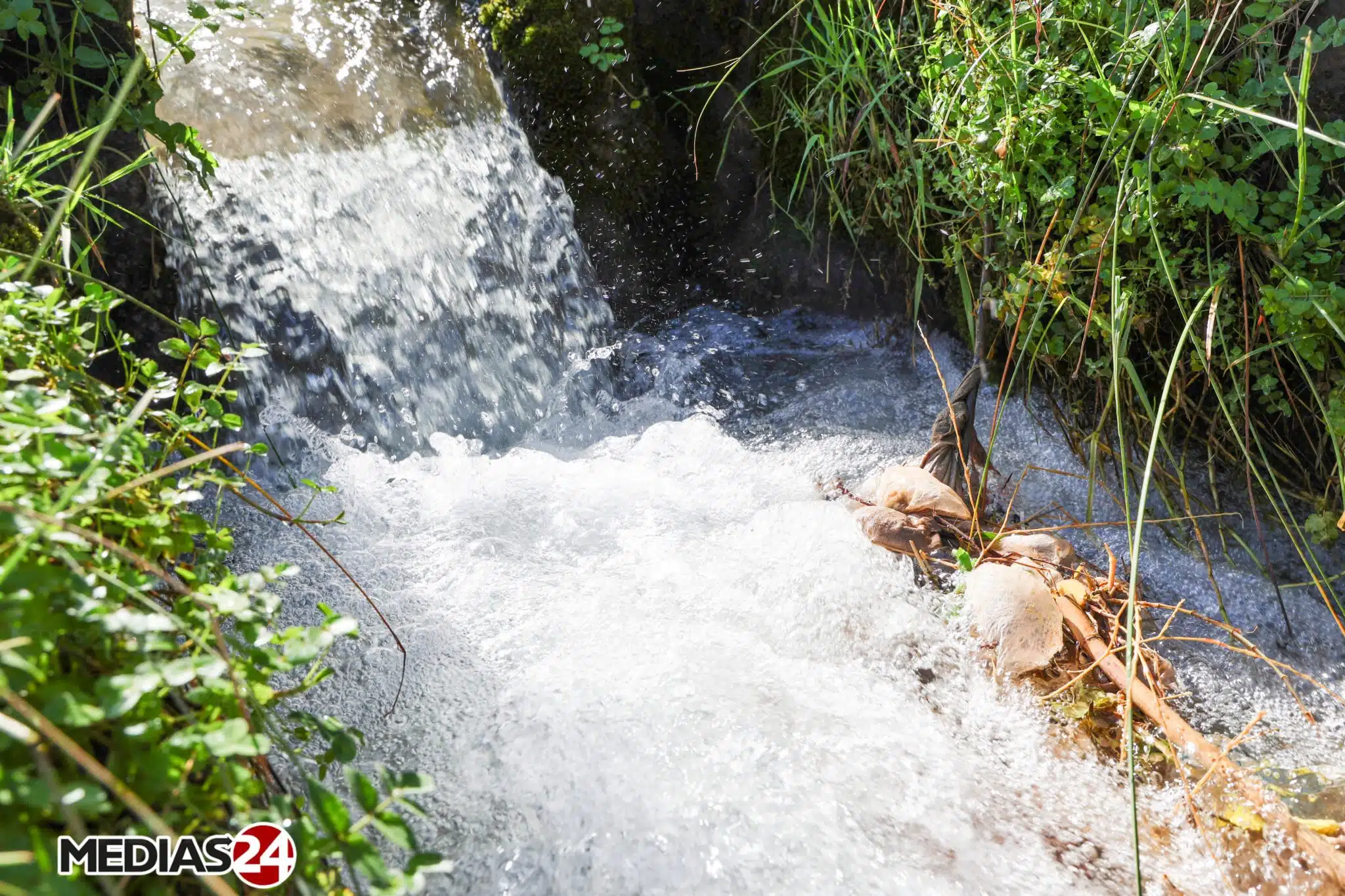 Reportage. La cueillette, une étape cruciale dans la production d’huile d’olive (1/3) Reportage. La cueillette, une étape cruciale dans la production d’huile d’olive (1/3)