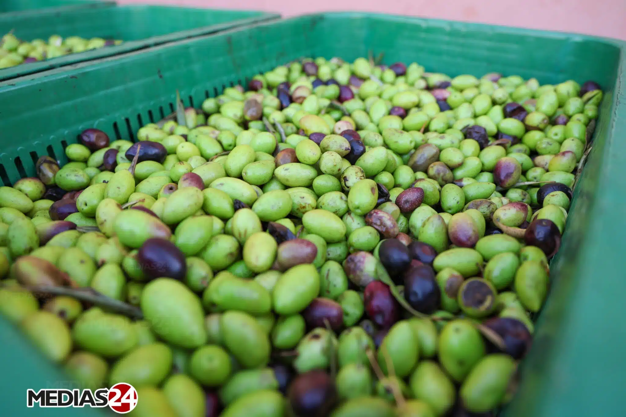 Reportage. La cueillette, une étape cruciale dans la production d’huile d’olive (1/3) Reportage. La cueillette, une étape cruciale dans la production d’huile d’olive (1/3)
