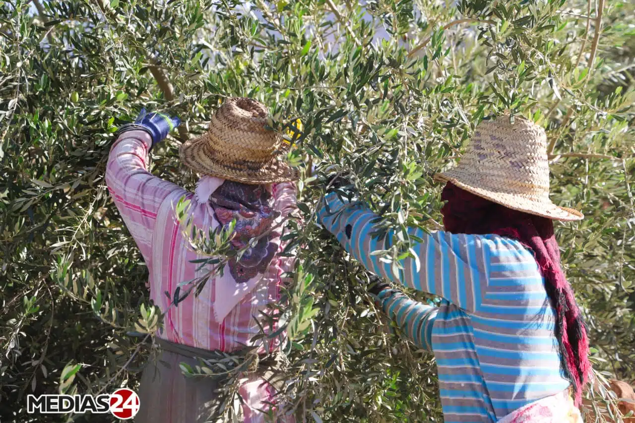 Reportage. La cueillette, une étape cruciale dans la production d’huile d’olive (1/3) Reportage. La cueillette, une étape cruciale dans la production d’huile d’olive (1/3)