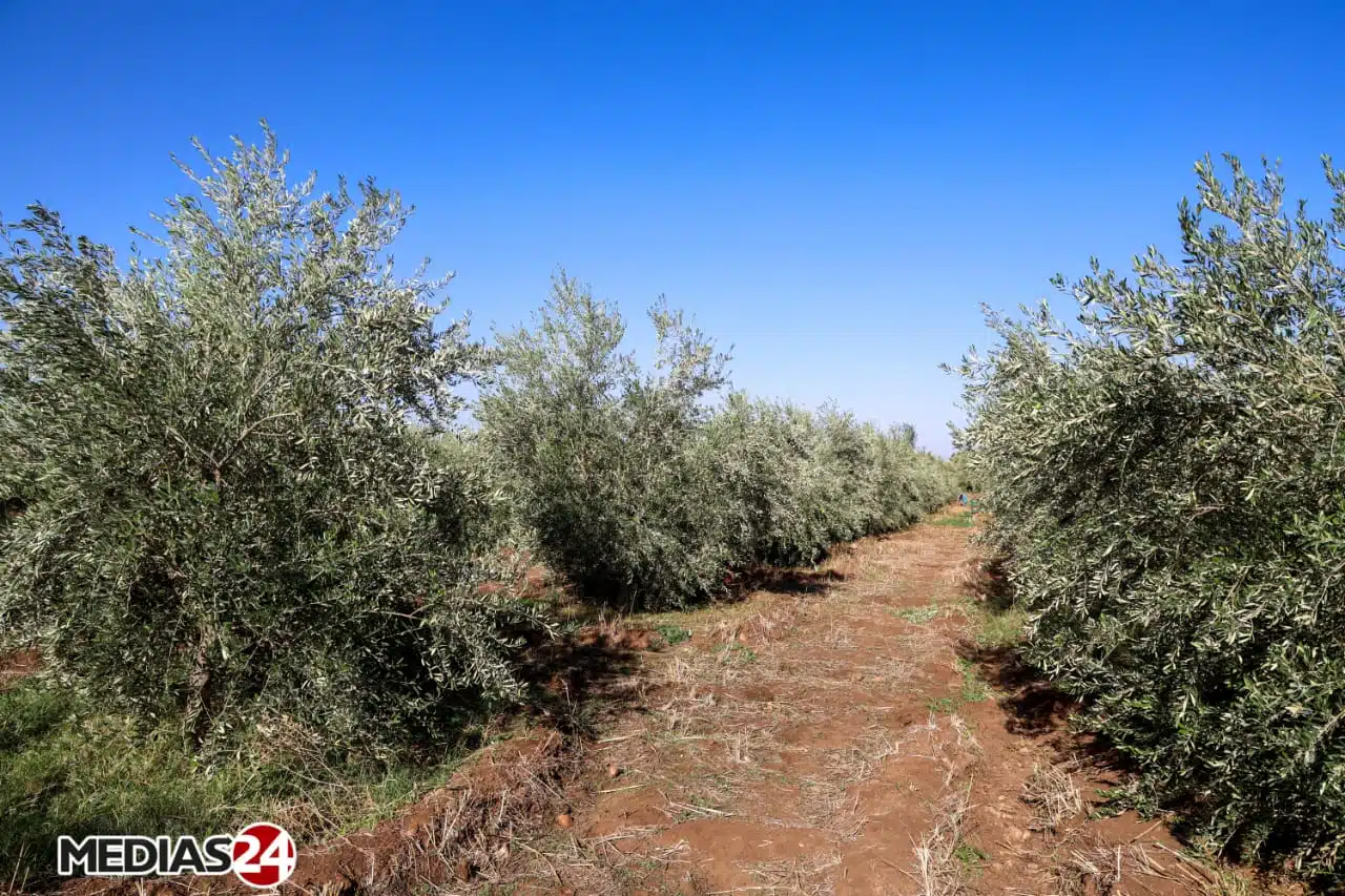 Reportage. La cueillette, une étape cruciale dans la production d’huile d’olive (1/3) Reportage. La cueillette, une étape cruciale dans la production d’huile d’olive (1/3)