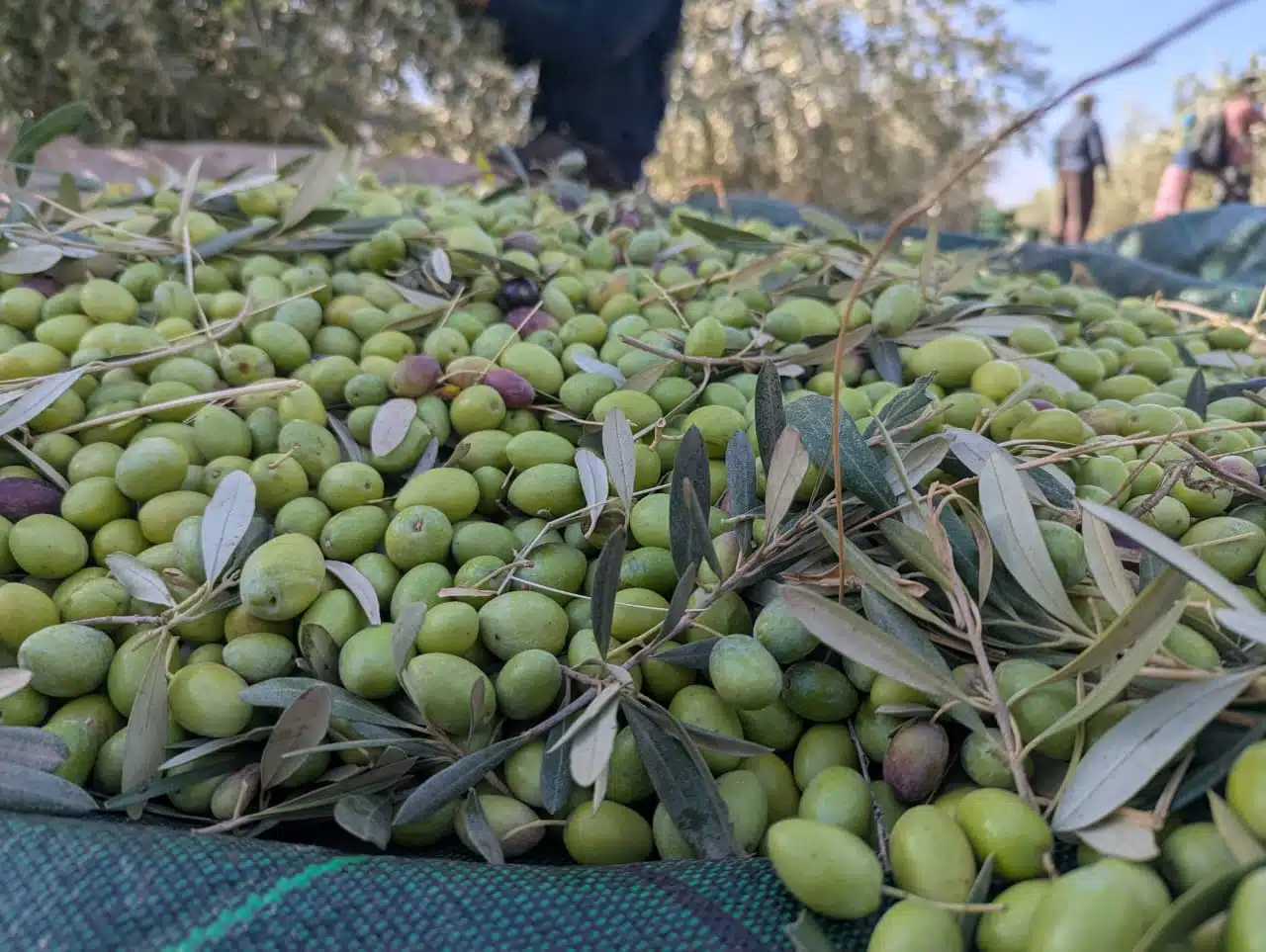 Reportage. La cueillette, une étape cruciale dans la production d’huile d’olive (1/3) Reportage. La cueillette, une étape cruciale dans la production d’huile d’olive (1/3)