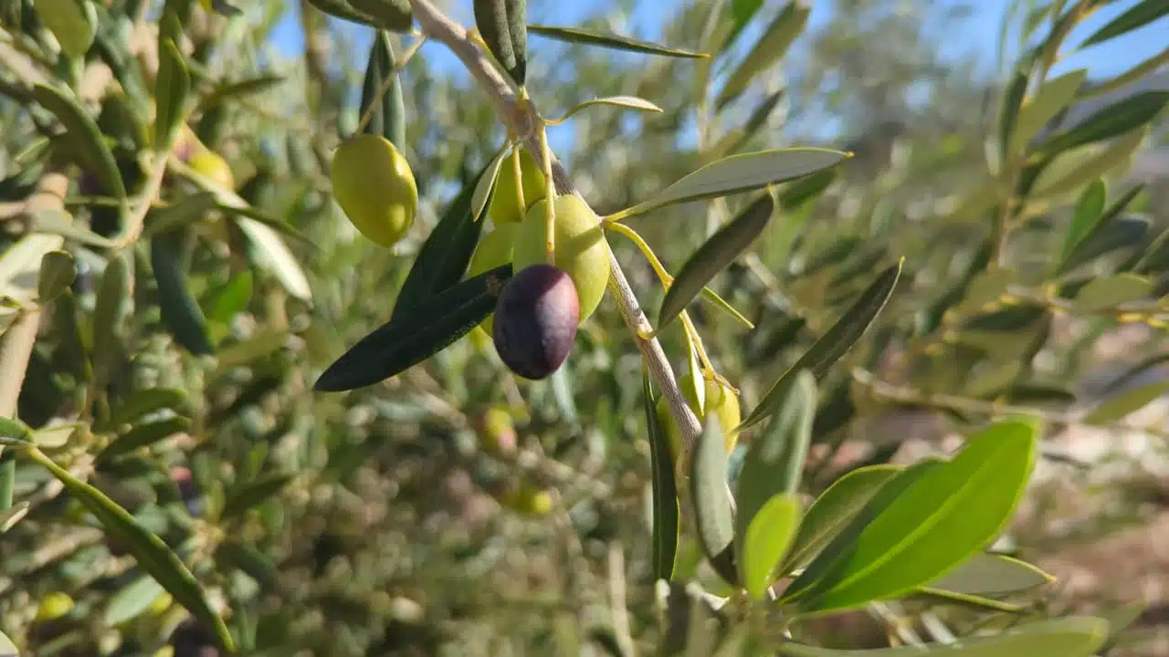 Reportage. La cueillette, une étape cruciale dans la production d’huile d’olive (1/3) Reportage. La cueillette, une étape cruciale dans la production d’huile d’olive (1/3)