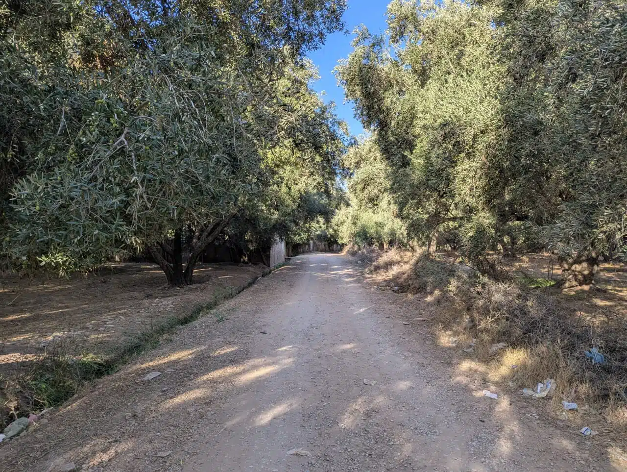 Reportage. La cueillette, une étape cruciale dans la production d’huile d’olive (1/3) Reportage. La cueillette, une étape cruciale dans la production d’huile d’olive (1/3)
