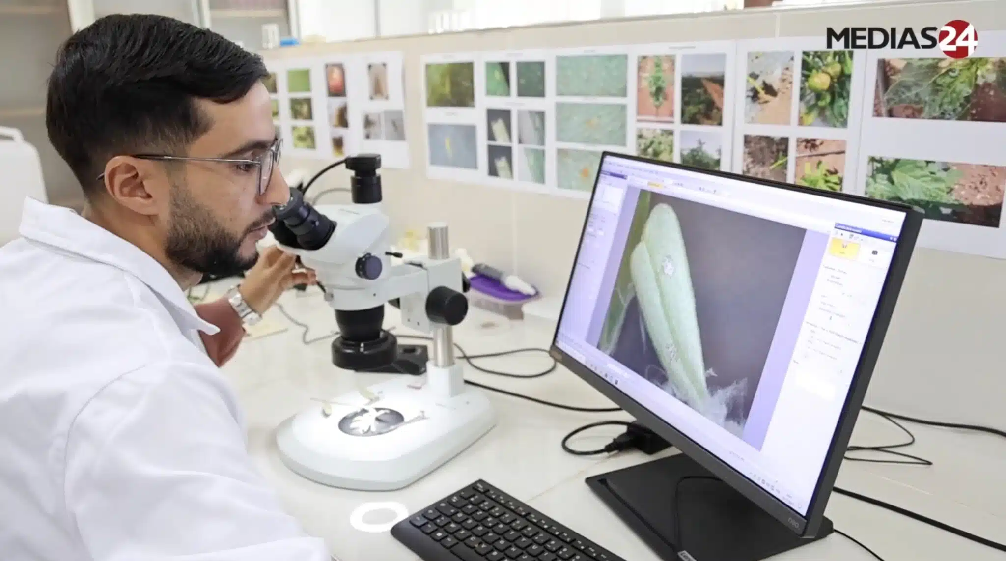 “Des oliviers productifs en trois ans, c'est un atout majeur”, Kaoutar El Fazazi (INRA) (3/3) “Des oliviers productifs en trois ans, c'est un atout majeur”, Kaoutar El Fazazi (INRA) (3/3)