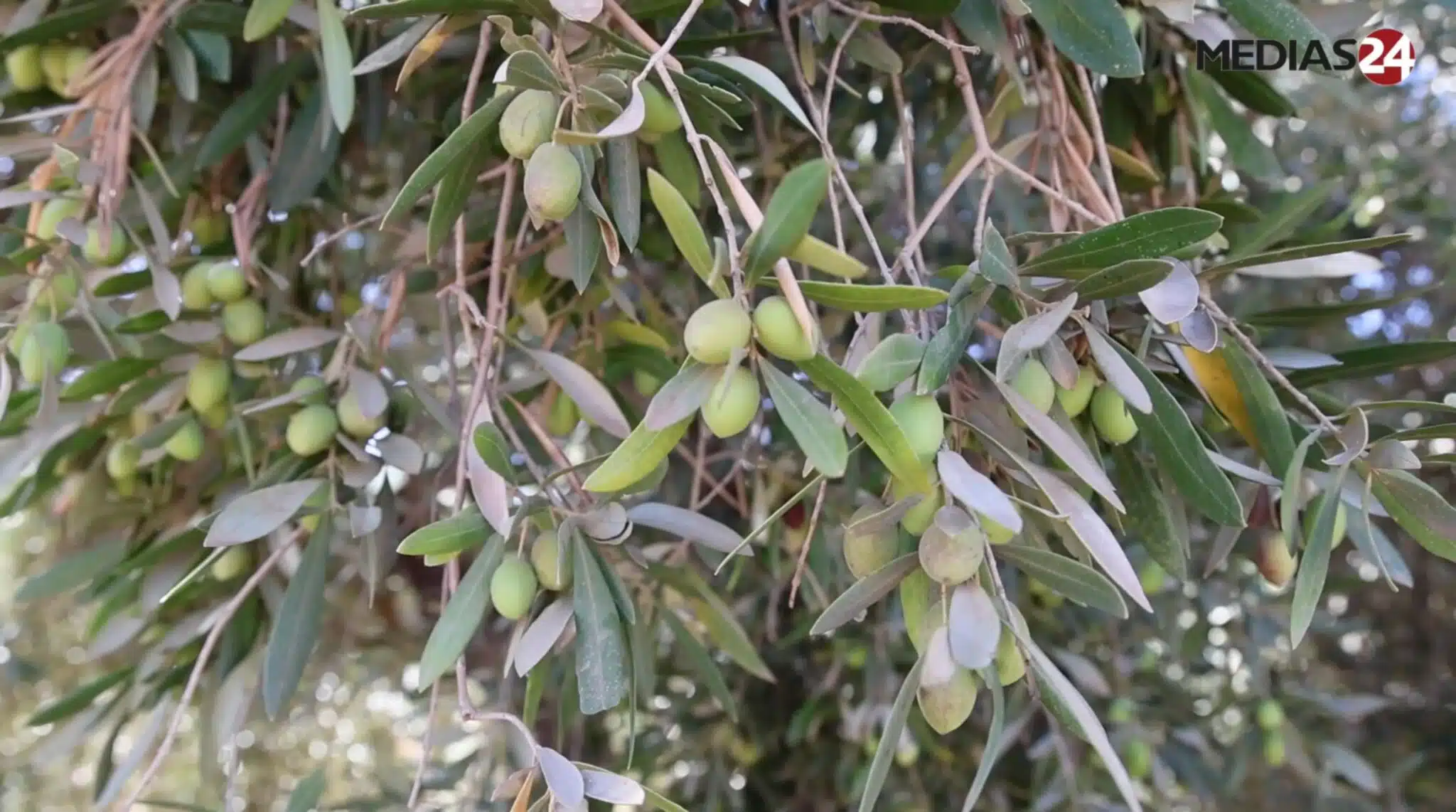 “Des oliviers productifs en trois ans, c'est un atout majeur”, Kaoutar El Fazazi (INRA) (3/3) “Des oliviers productifs en trois ans, c'est un atout majeur”, Kaoutar El Fazazi (INRA) (3/3)