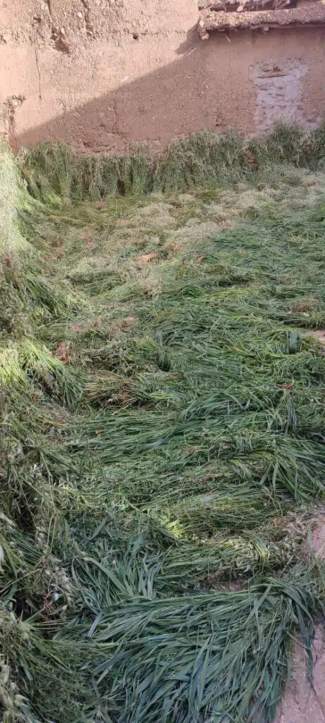 Reportage.Tigouliane change de visage après une pluviométrie exceptionnelle Reportage.Tigouliane change de visage après une pluviométrie exceptionnelle
