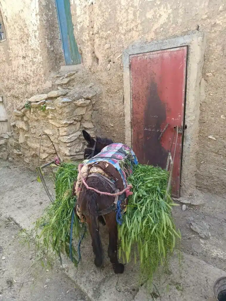 Reportage.Tigouliane change de visage après une pluviométrie exceptionnelle Reportage.Tigouliane change de visage après une pluviométrie exceptionnelle