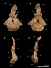 Dinosaures : un nouveau titanosaure découvert à Khouribga éclaire la fin du Crétacé au Maroc Dinosaures : un nouveau titanosaure découvert à Khouribga éclaire la fin du Crétacé au Maroc