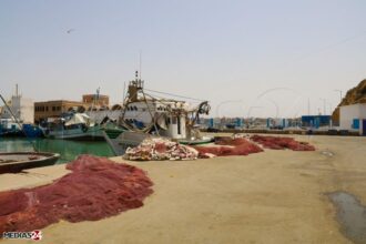 Le Maroc augmente son quota de l’espadon de l’Atlantique-Nord et du thon obèse