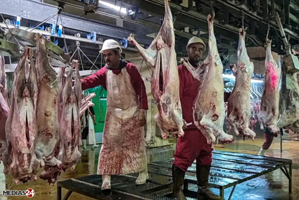 Baisse du prix de la viande ovine au marché de gros de Casablanca, premiers effets des importations?