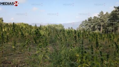 La récolte de la Beldya et du cannabis légal finalisée