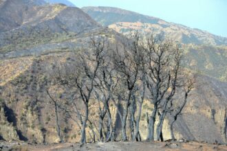 Feux de forêt : l’ANEF alerte sur des risques élevés dans plusieurs régions