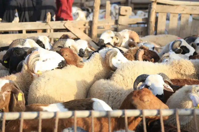 Aïd al-Adha : la demande correspondait aux prévisions, un chiffre d'affaires d'environ 18 MMDH