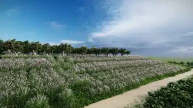 Réhabilitation de l’ancienne décharge de Médiouna : la plantation des espaces verts achevée dans trois mois