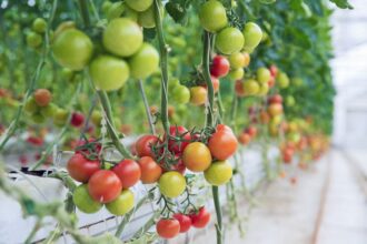 Face à une situation critique, la FIFEL appelle à un soutien au secteur de la tomate