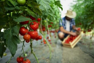 ENQUÊTE. Dans le Souss, la tomate sous forte pression