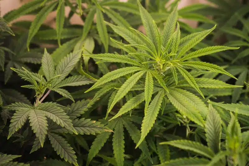 USA : le cannabis bientôt reclassé comme substance &ldquo;à faible risque&rdquo;