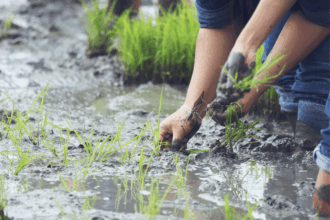 Le projet de sauvegarde de la nappe de Chtouka avance à grands pas