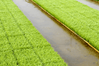 Les images satellitaires d’une hausse des retenues des barrages au Maroc