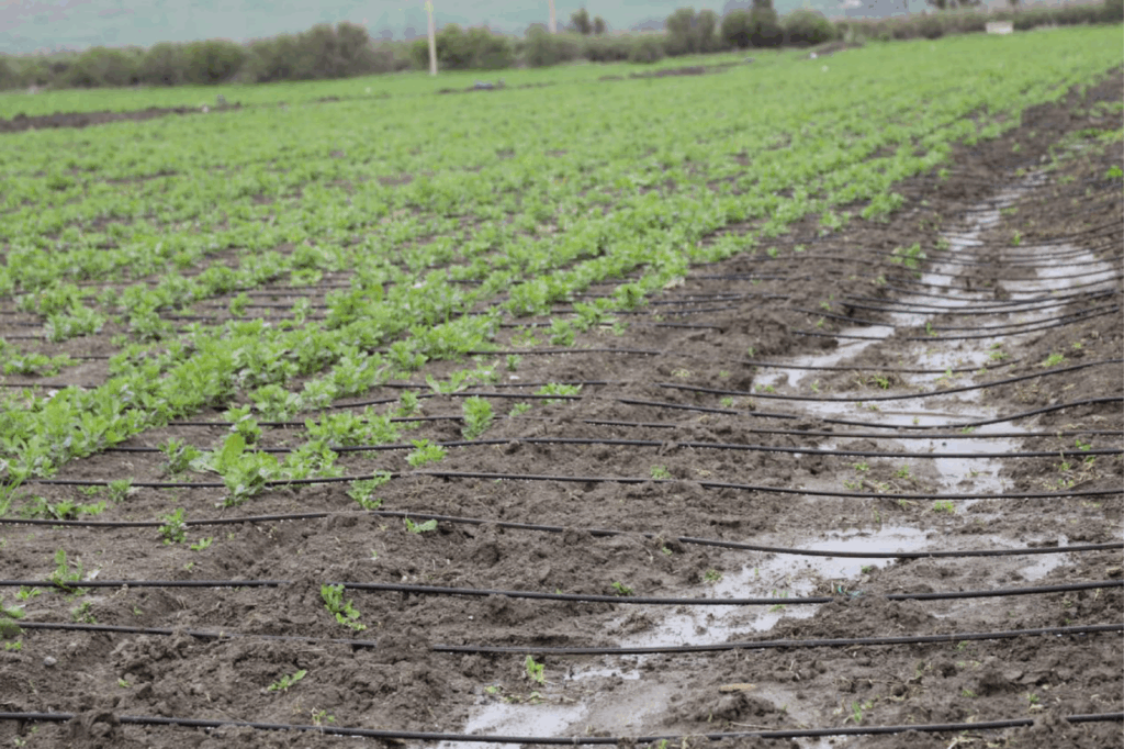 Campagne agricole 2023-2024. Baisse du cumul pluviométrique de 34% par rapport à la normale