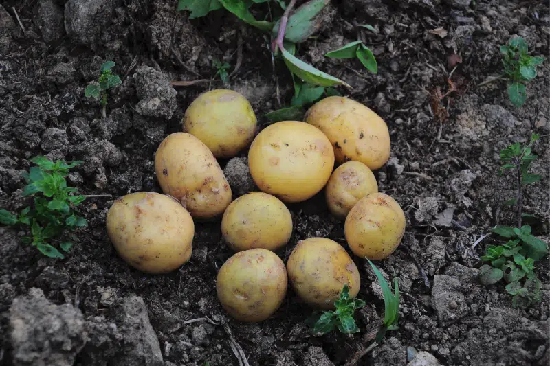 La pomme de terre est une culture important dans la région de Casablanca-Settat, notamment pendant le printemps