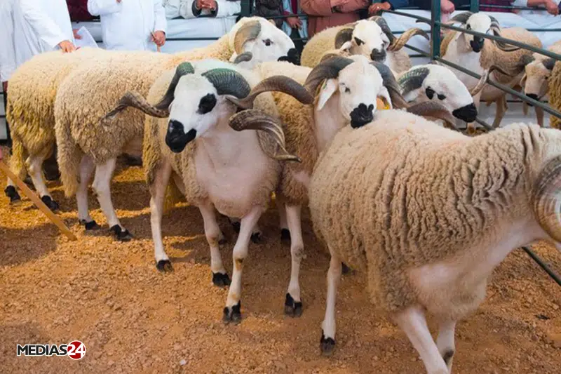 Aïd al-Adha : &ldquo;Une offre supérieure à la demande et des prix gonflés par les intermédiaires&rdquo; (professionnels)