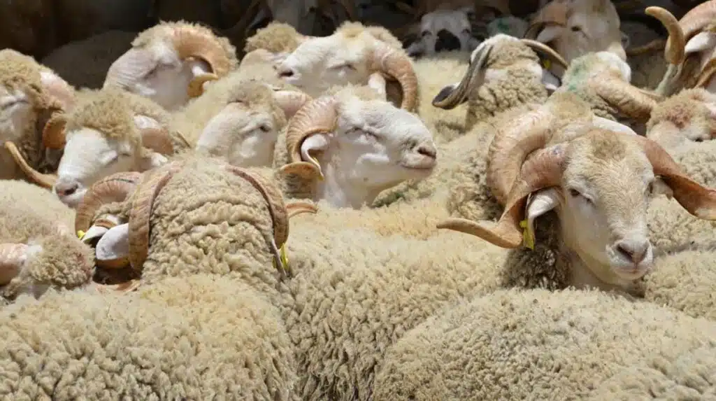 Le nouveau recensement du cheptel national accueilli favorablement par les professionnels du secteur.