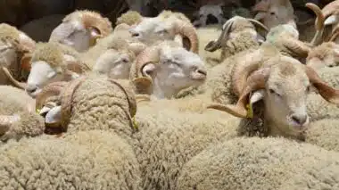 Cheptel national : avec l'amélioration des effectifs, les professionnels rassurent pour Aïd al-Adha 2026