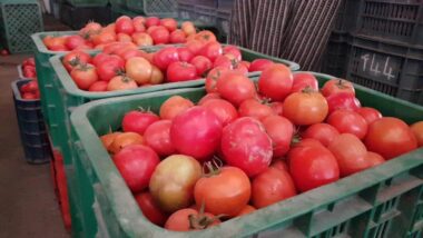 Flambée de la tomate. Les raisons d'une hausse inévitable
