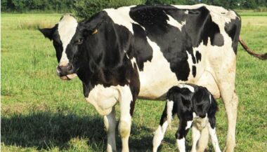 L’élevage en 2013 : la génétique a permis d’augmenter la production