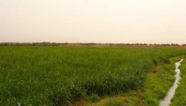 Région du Gharb: les dernières pluies bénéfiques pour les cultures d'automne