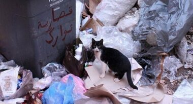 Propreté : trois lots en lice pour Marrakech