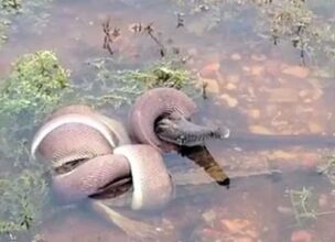 En Australie, un serpent avale un crocodile
