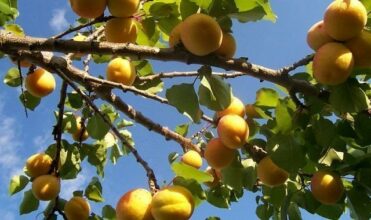 Agrodep, Hassan Derham devant le juge d'instruction en mai prochain
