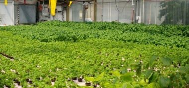 Les agropoles du Maroc commencent à drainer l’investissement vers l’agroalimentaire