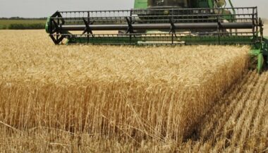 Céréales : 21,8 millions de quintaux collectés à fin février 2014
