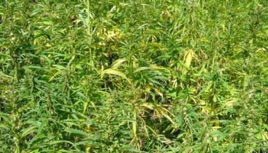 Cannabis, la proposition de loi de l’Istiqlal au parlement