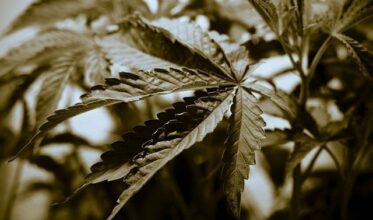 Le cannabis, première drogue consommée dans le monde