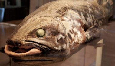 Des chercheurs dirigés par un Marocain découvrent des fossiles âgés de 2,1 milliards d'années