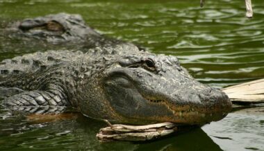 Crocodile du Bouregreg : les recherches vont bon train