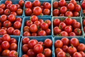 Dans le Souss, le climat impacte la production et les prix de la tomate ronde
