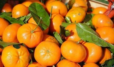 Agrumes, l’heure des bilans, des leçons, des décisions…