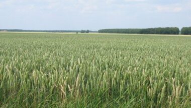 Le Plan Maroc Vert a drainé 15 MMDH de financements depuis 2008