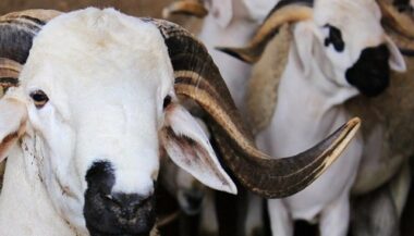 Dans les hôtels,  l'aïd &ldquo;comme à la maison&rdquo;