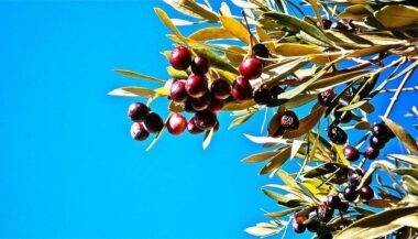 A Oujda, &ldquo;ces oliviers qu’on abat!&rdquo;