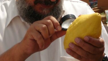 Pour la fête de Souccot, les etrogs du Maroc battent des records