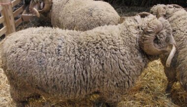 Au Maroc, les prix des moutons de l'Aïd ont baissé de 8% par rapport à l’an passé
