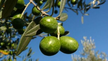 Oujda. Des états généraux de l’olivier auront lieu jeudi